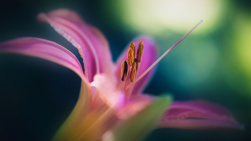 *** фото превью