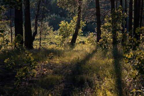 Этюды в контровом свете