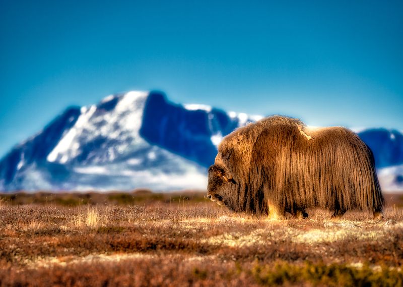 Musk Ox фото превью
