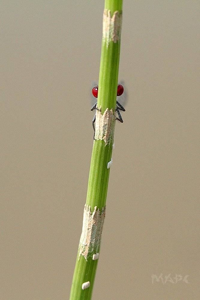 макро стрекоза лето озеро, Шангареев Марс