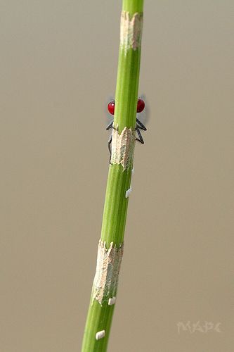 В оба красный глаза