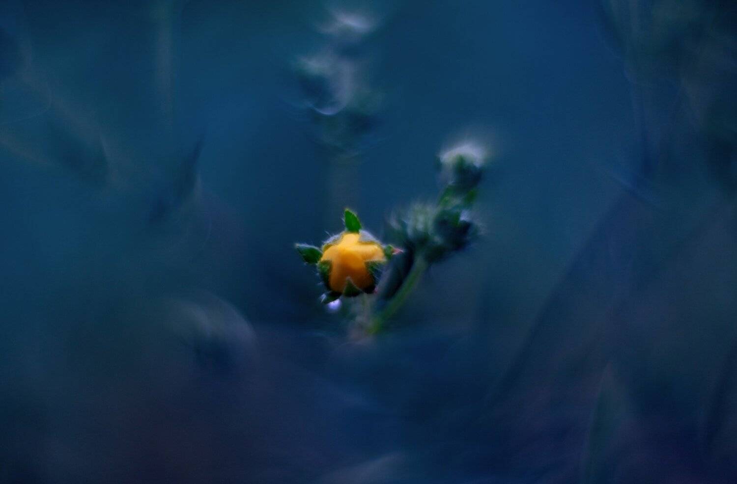 природа,лето,беларусь,макро,цветы, Sixten ( Сергей )