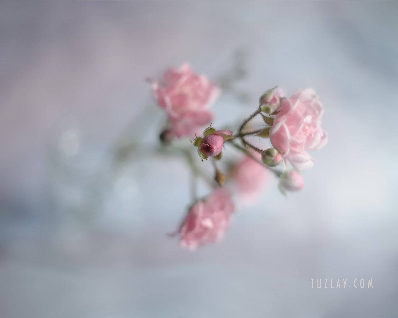 розы, маленькие розы, миниатюрные розы, кустовые розы, софт фокус, Владимир Тузлай