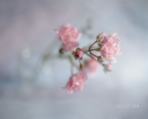 Про маленькие розочки #2