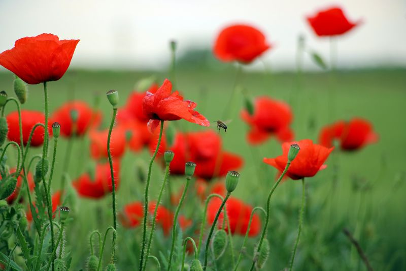 flowers,	весна,	мак,	маки, поле,	природа,	пчела,	цветы, поле Маковое поле фото превью