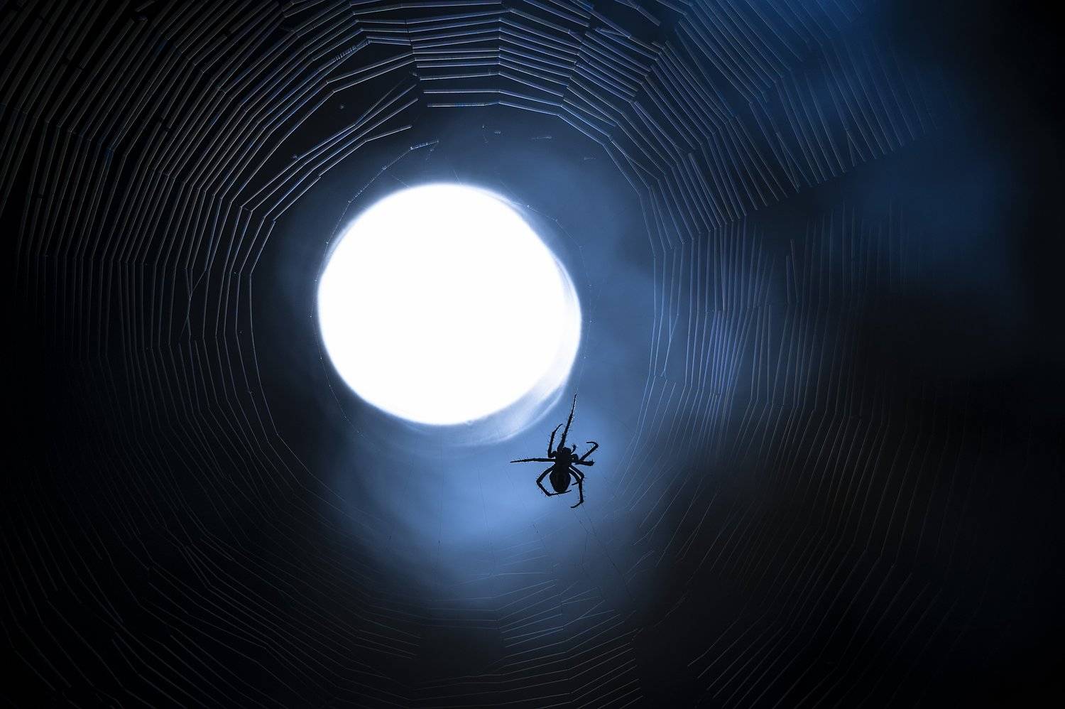паук, ночь, вечер, плетет, паутина, свет, силуэт, Илья Логачёв