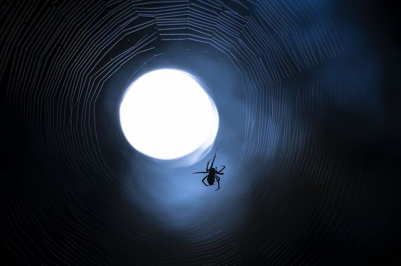паук, ночь, вечер, плетет, паутина, свет, силуэт Ночное дежурство фото превью