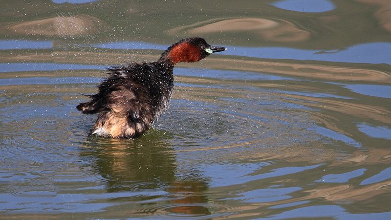 animals,birds,little grebe, fish, 7d, 600mm, животные,птицы,рыба, маленькая поганка Из жизни маленькой поганки.. фото превью