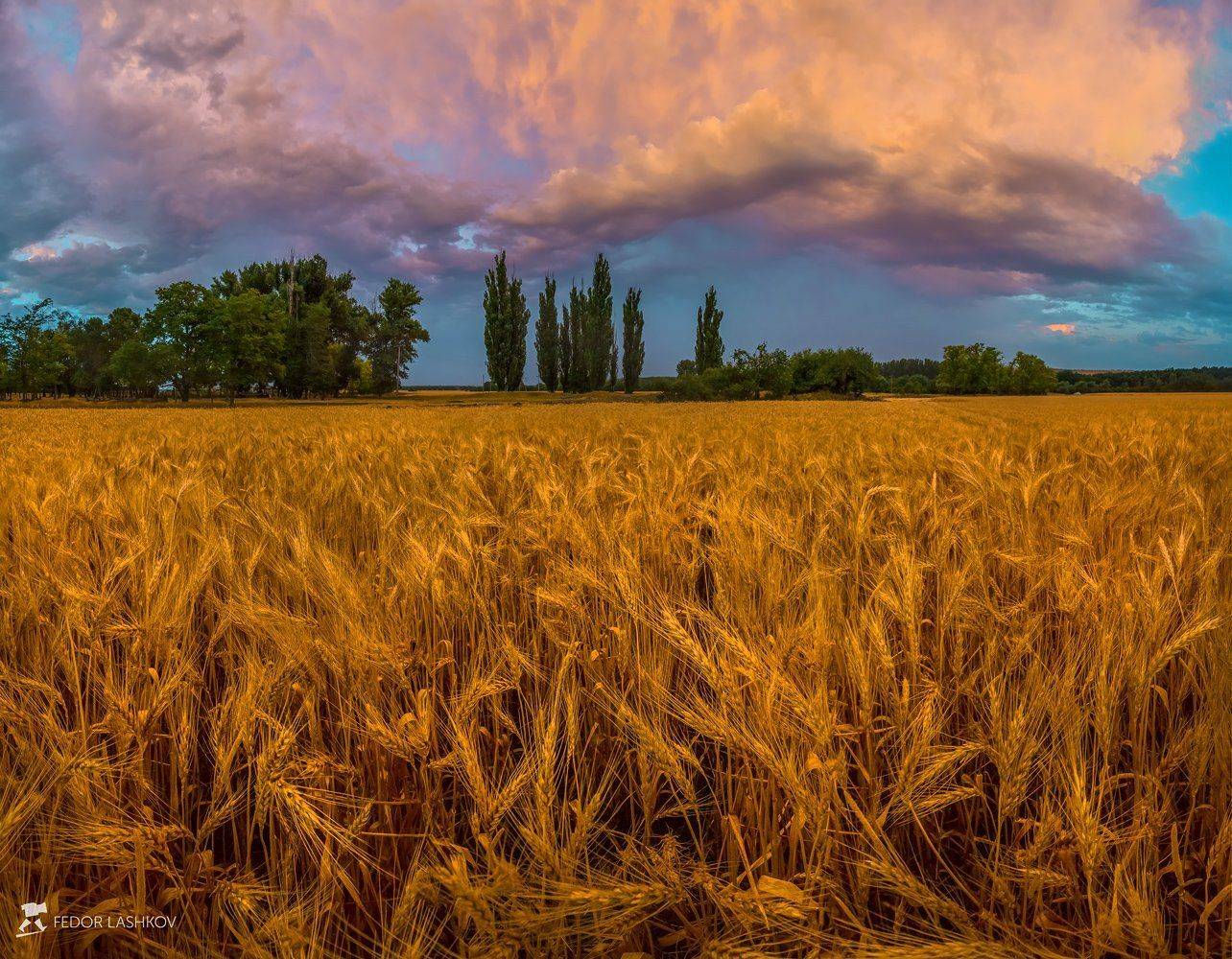 ставропольский край,  путешествие, фотоальбом, ставрополье, поле, ячмень, культура, сельскохозяйственный ландшафт, колосья, урожай, лето, тучи, сумерки, облака, вечер,, Лашков Фёдор