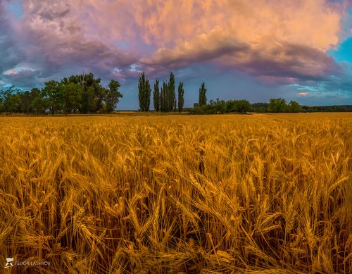 Поле ячменя после летней грозы