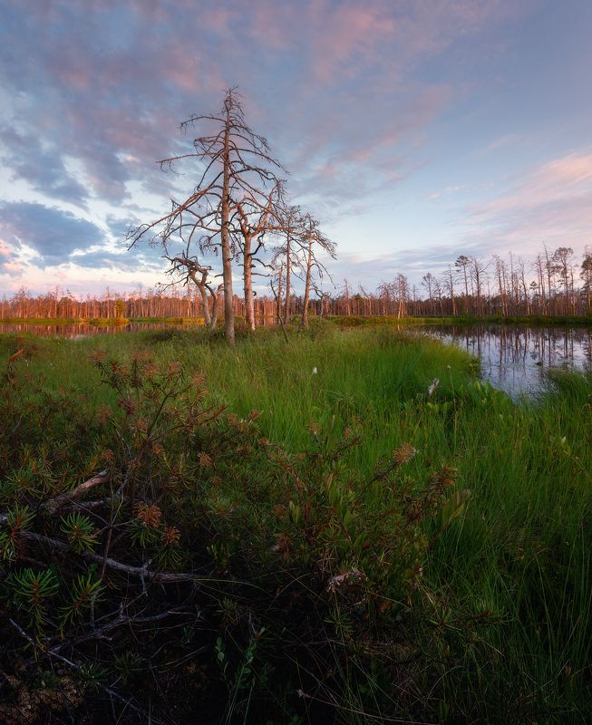 пейзаж закат болото латвия рига Закат на болоте фото превью