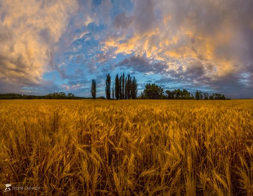 Поле ячменя после летней грозы