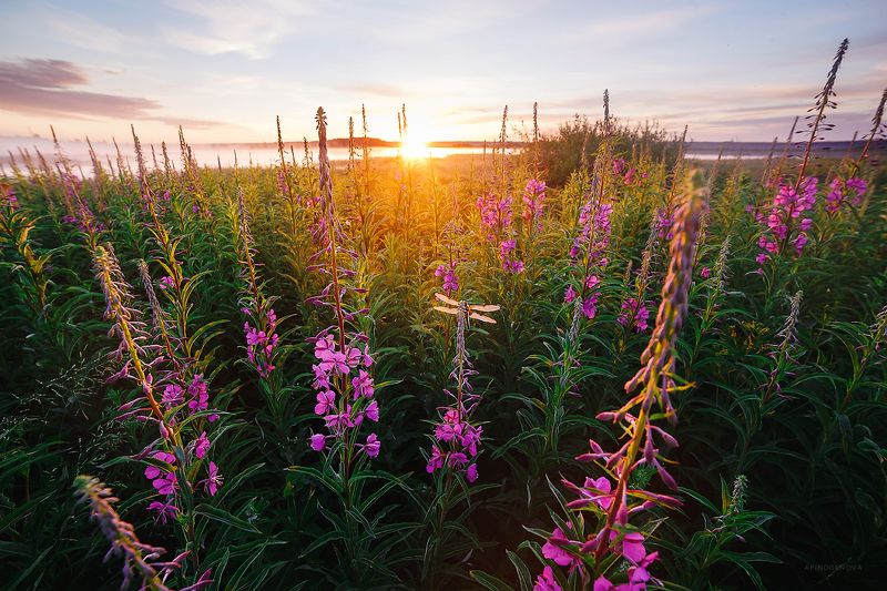 рассвет, солнце, цветы, лето Летнее настроение фото превью