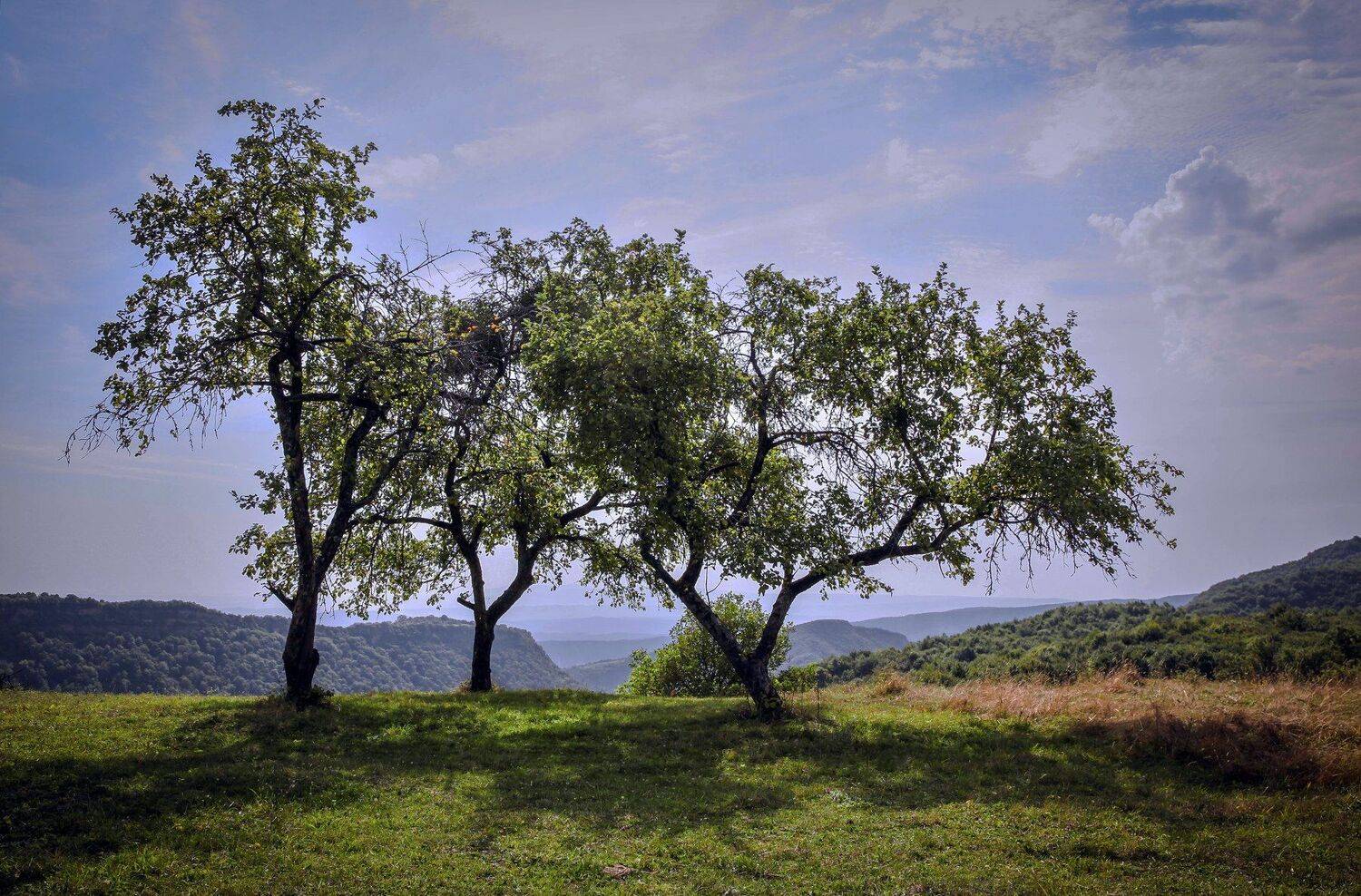 пейзаж, сад,горы,лето,солнце,, Marat Magov