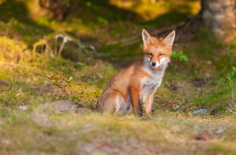 The red fox фото превью