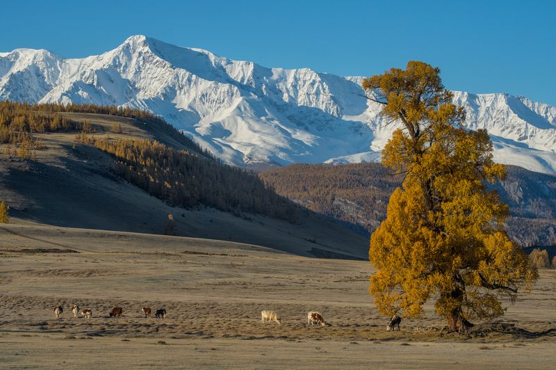 *** фото превью