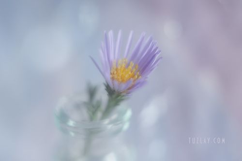 Лето во флаконе 2018 в стиле Purple