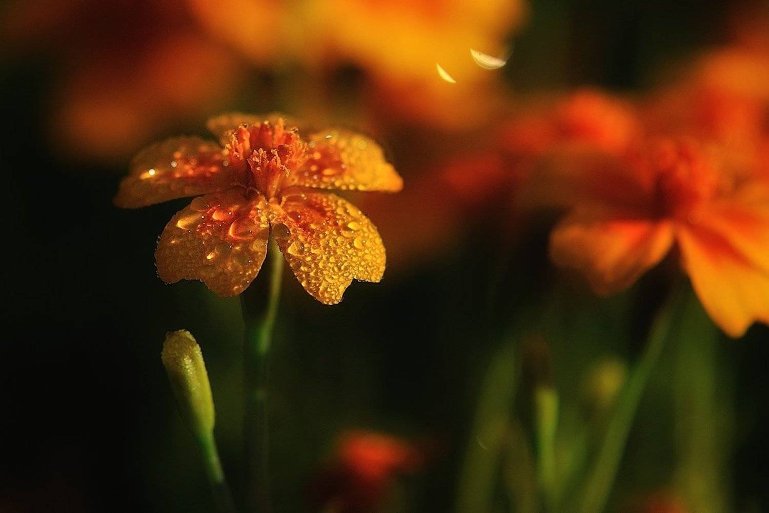 макро,цветы,бархатцы, Наталия К