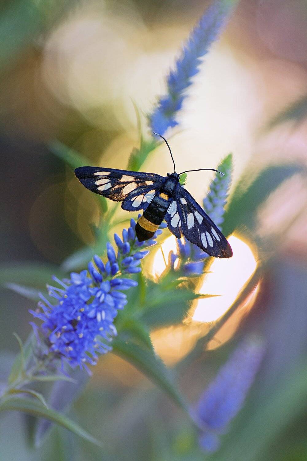 бабочка,ветка,цвет,красный,желтый,крылья, Юрий Котов