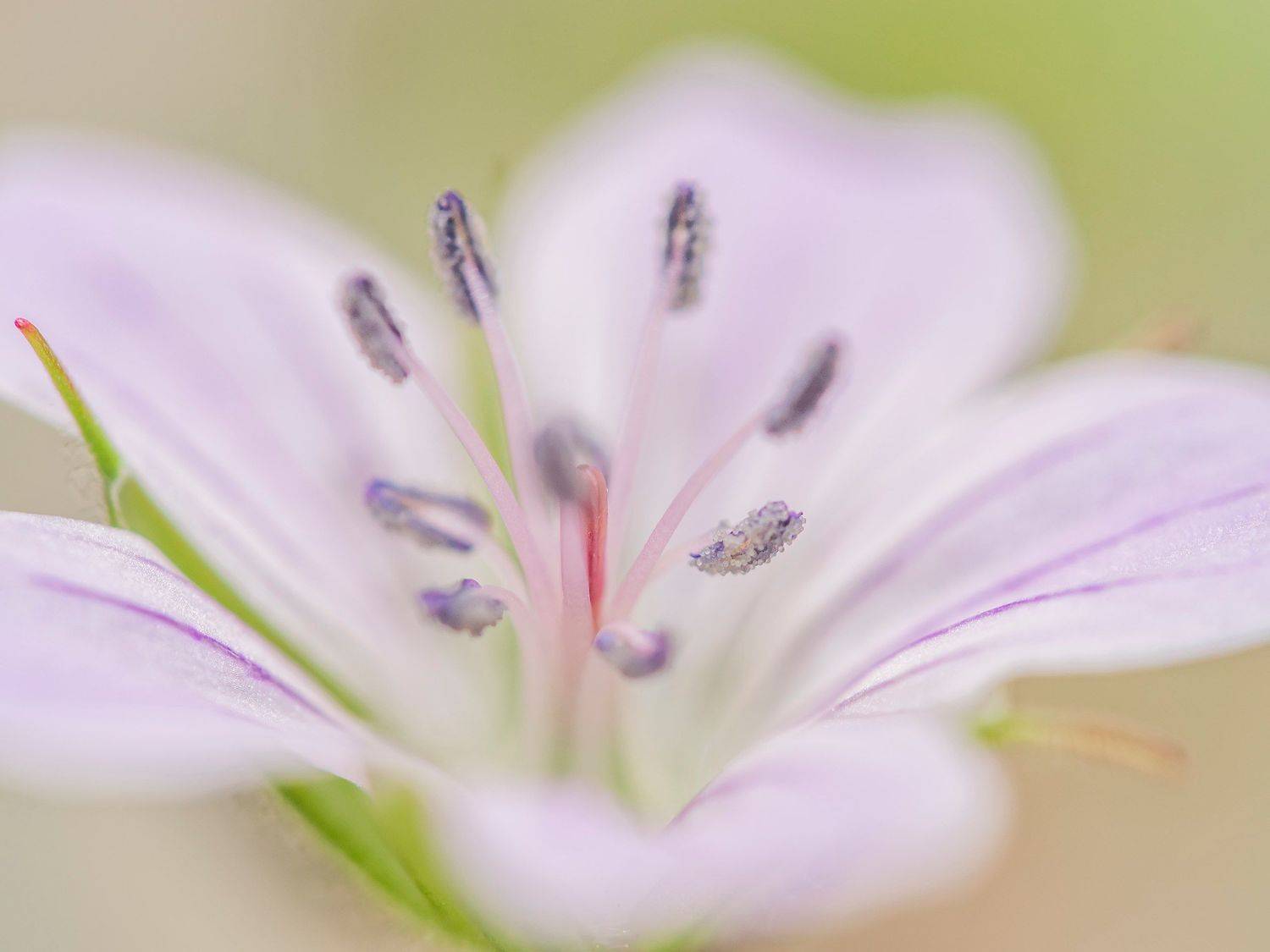 , Евгения Муравская