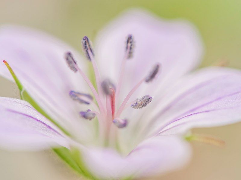 нежность леса фото превью