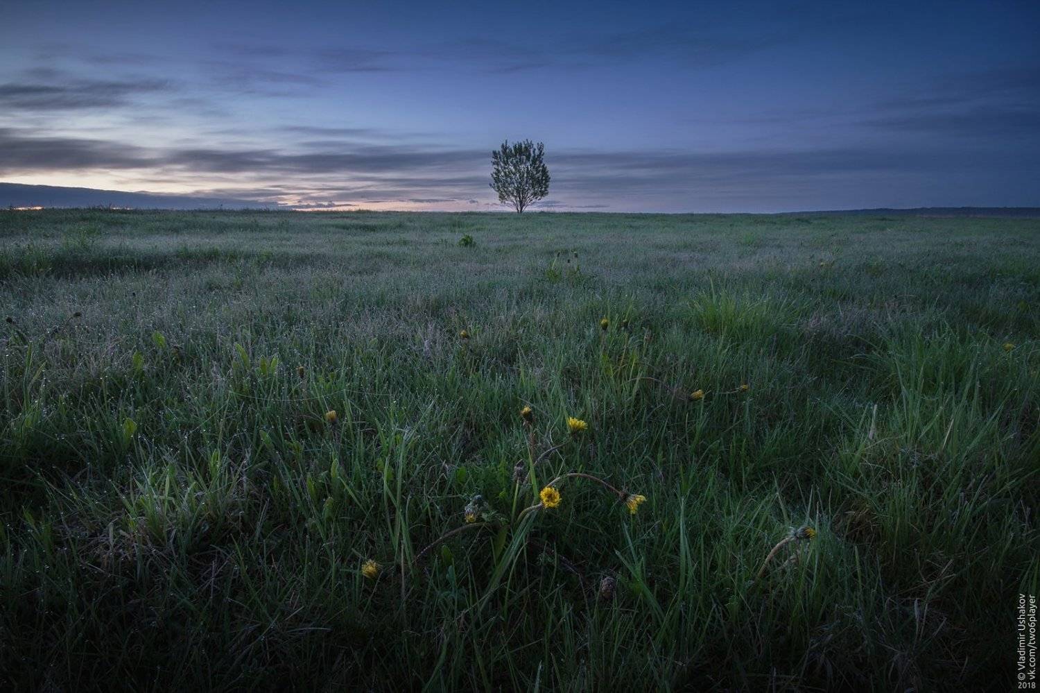 утро, рассвет, поле, дерево, одуванчик, пермский край, Владимир Ушаков