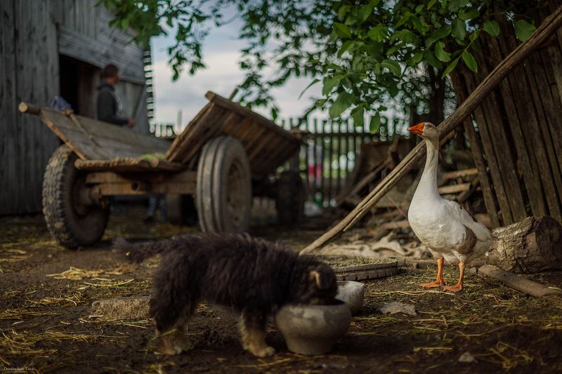 жизнь,село,деревня,двор,животные,гусь миг жизни сельского дворика.. фото превью