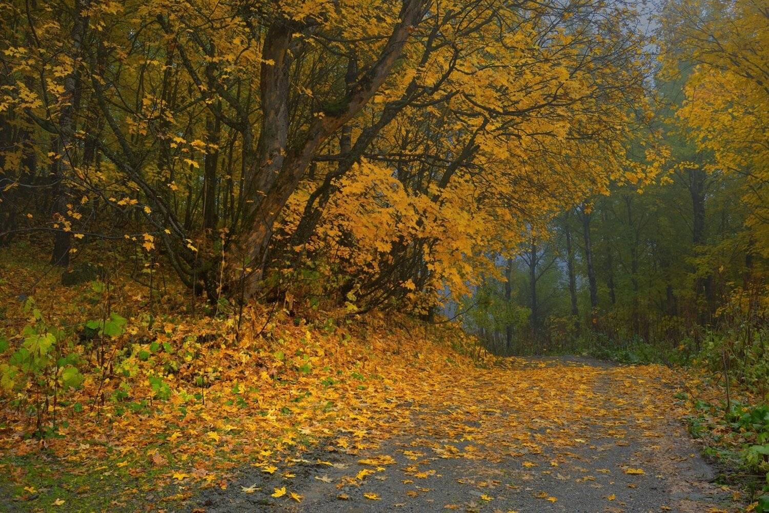 горы осень домбай, Александр Жарников