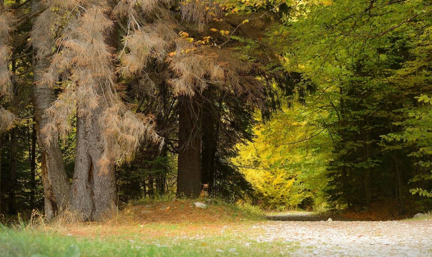 горы осень домбай лес собака, Александр Жарников