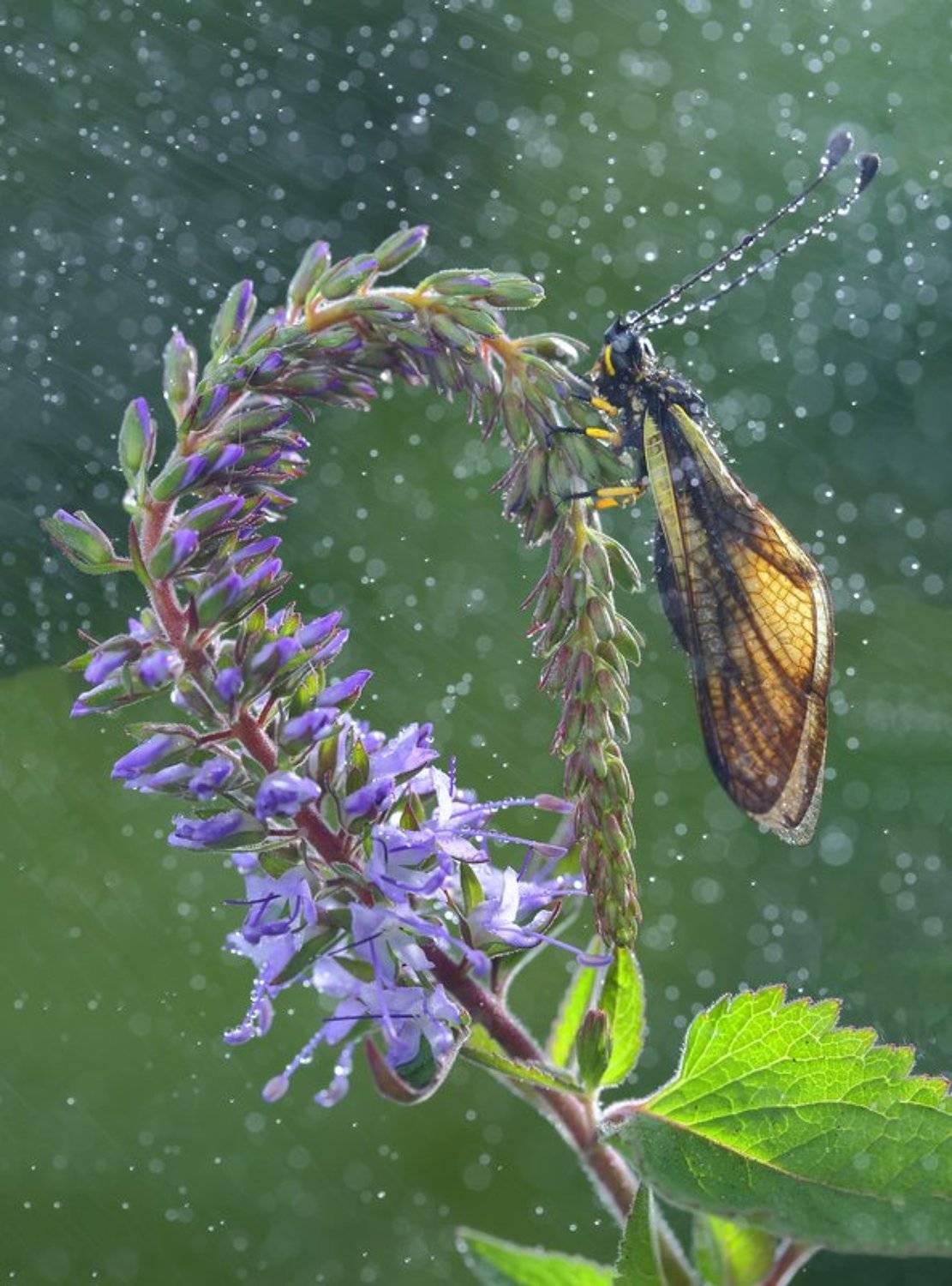 макросьемка, Иван Науменко