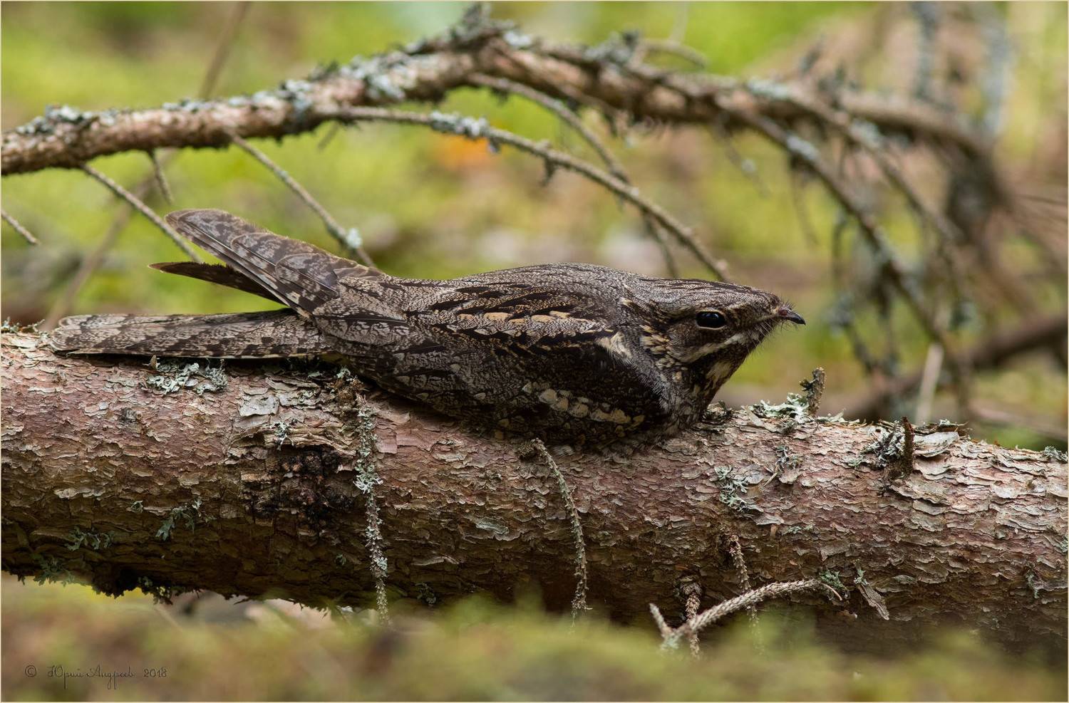 козодой обыкновенный, Юрий Андреев