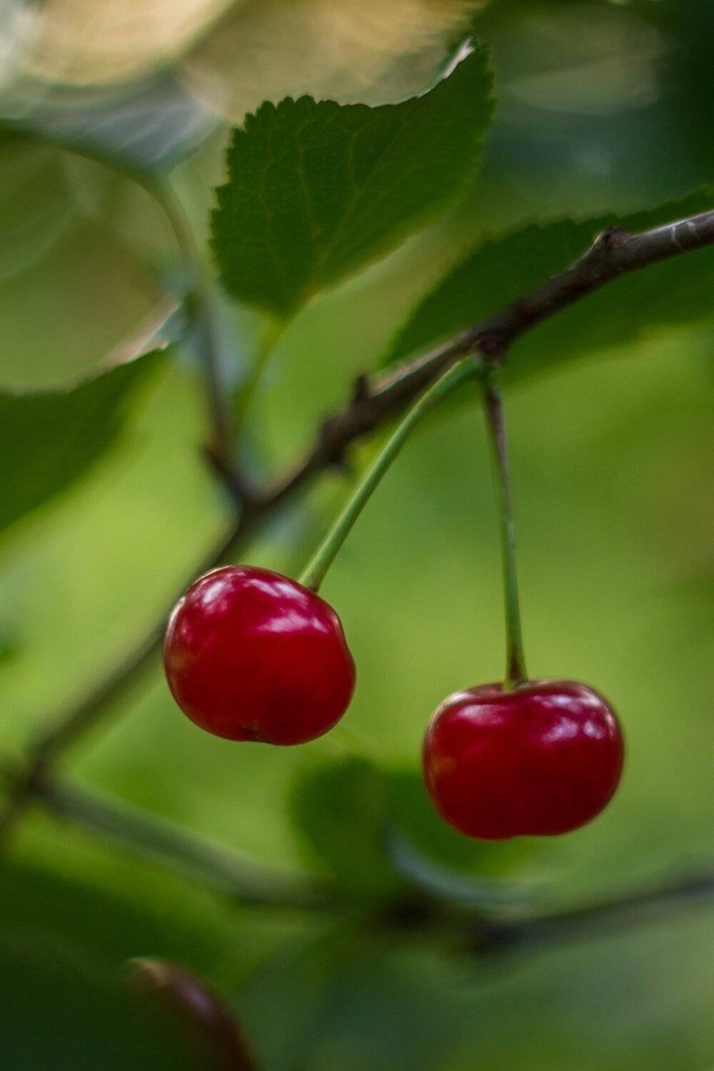 , Руслан Востриков