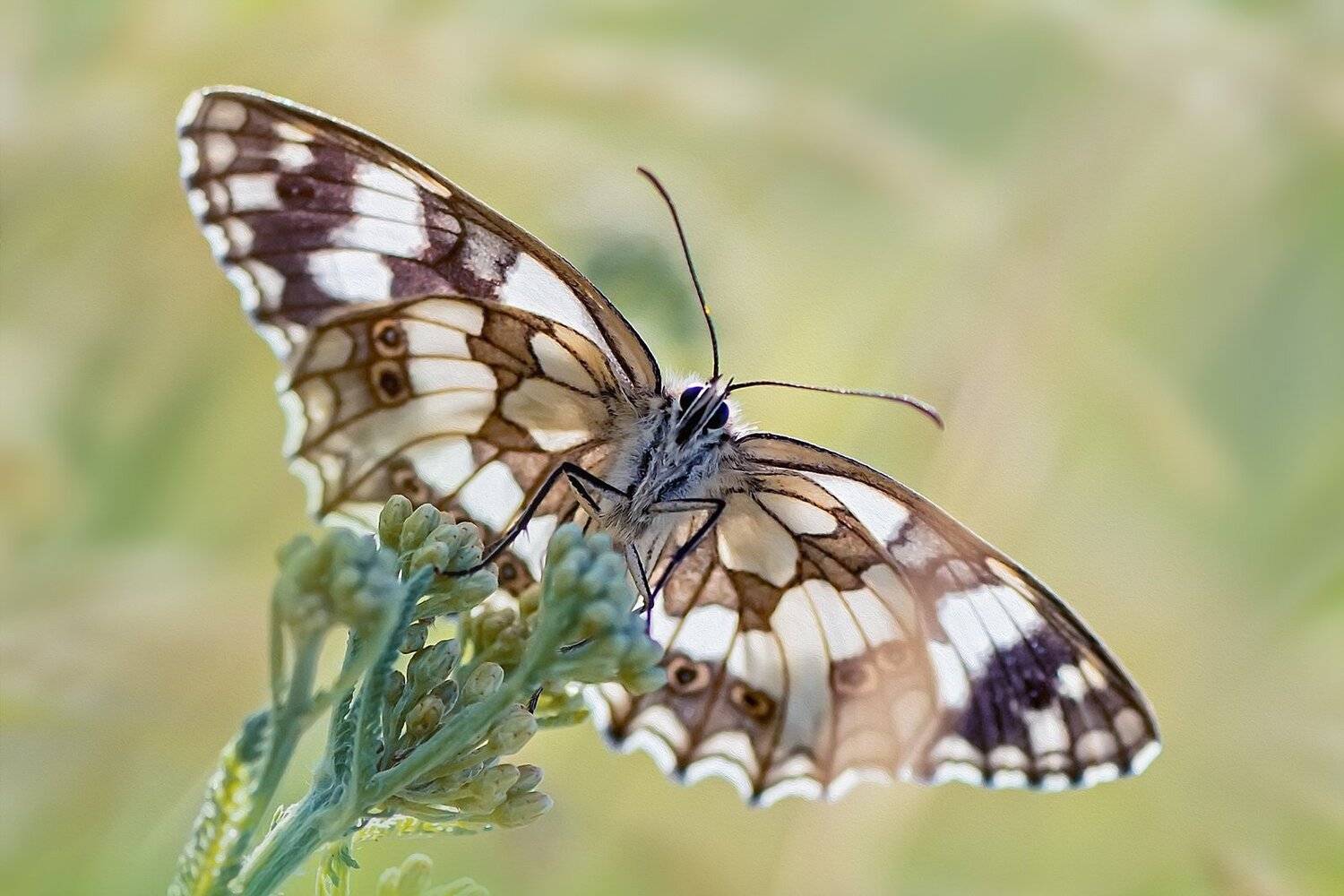 бабочка,ветка,цвет,красный,желтый,крылья, Юрий Котов