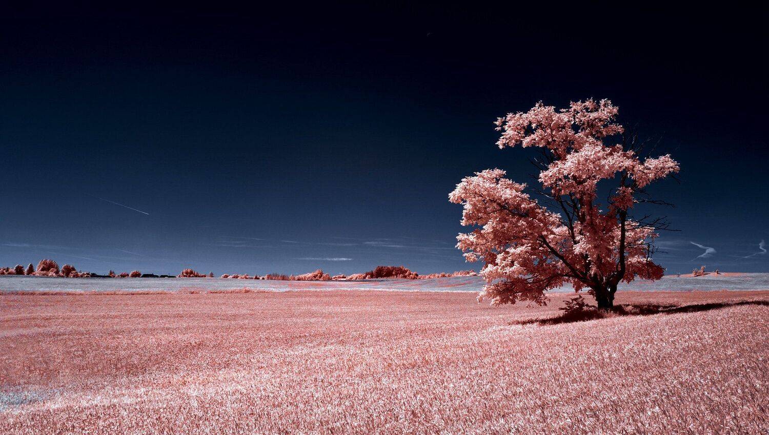 infrared,ик-фото,инфракрасное фото,инфракрасная фотография,пейзаж,природа,беларусь,лето, Sixten ( Сергей )