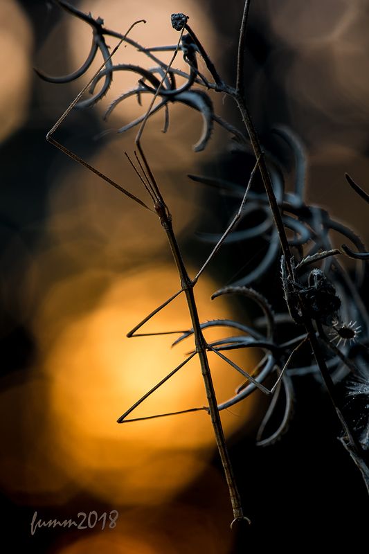 ЛЮБИТЕ ЛИ ВЫ МИСГАВ ТАК, КАК ЛЮБЛЮ ЕГО Я?! фото превью