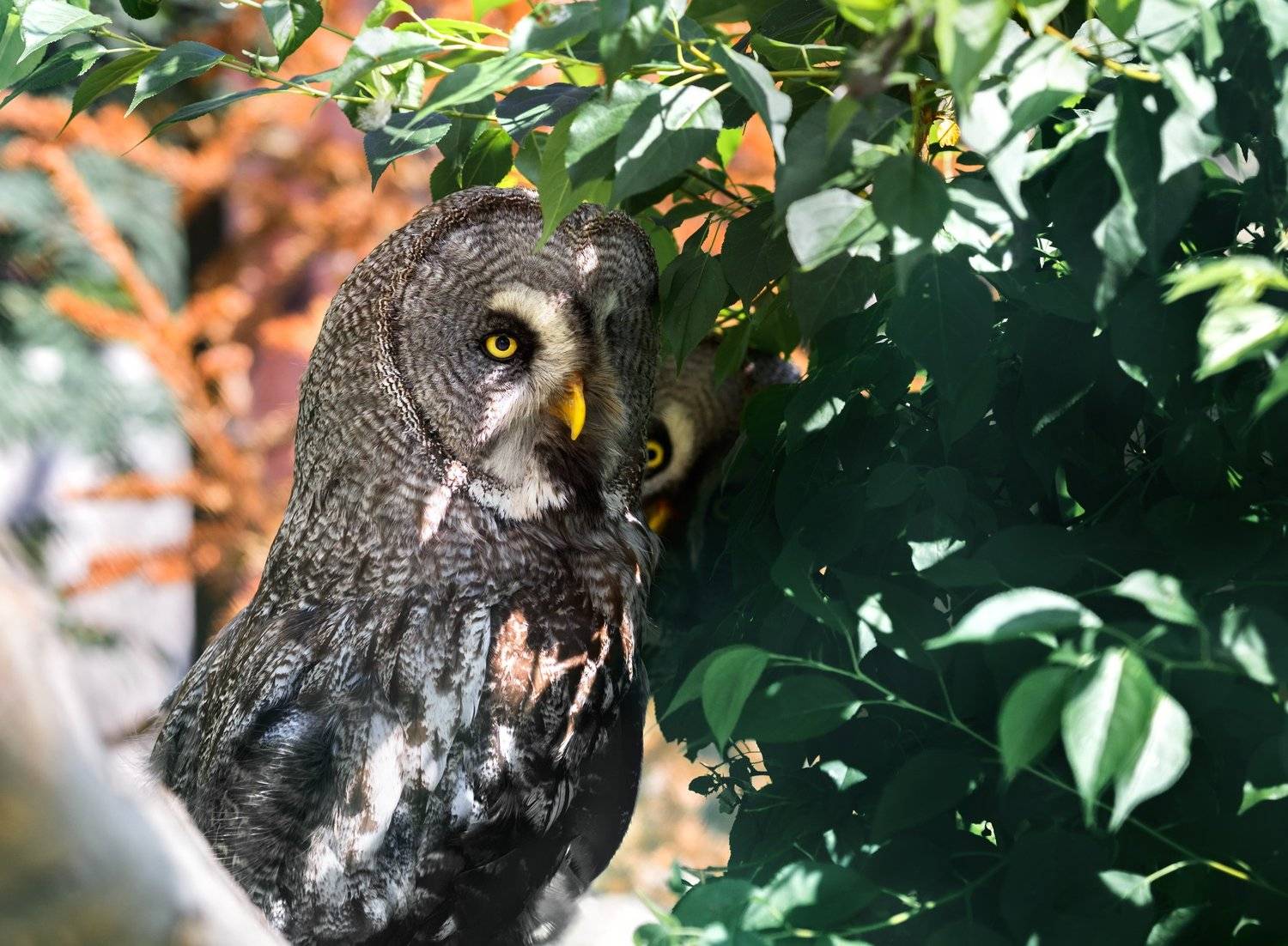 бородатая неясыть, Олег Богданов