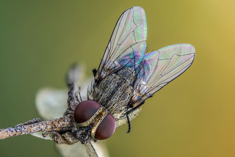 ... фото превью