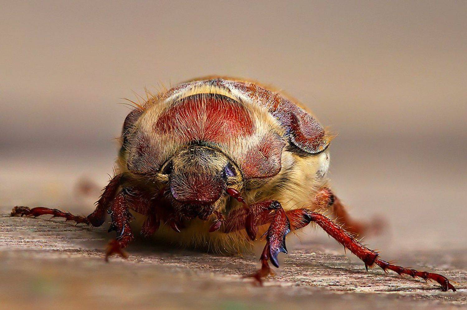 жук, насекомое, майский жук, макро, природа, Елена Соловьёва