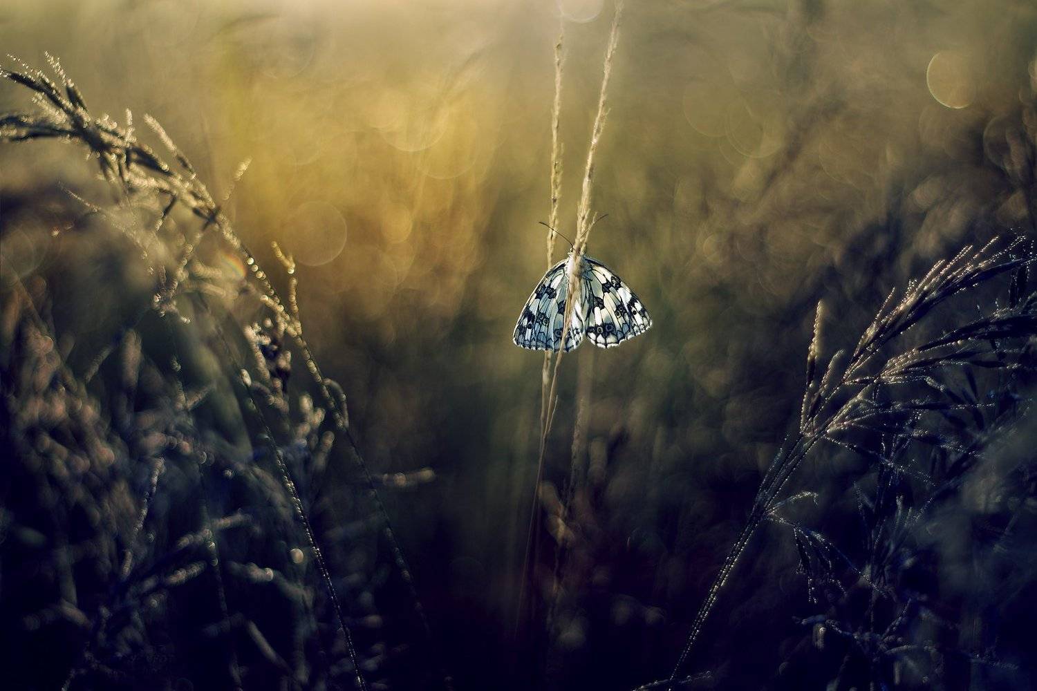 , Grzegorz macrofun Pazdyga