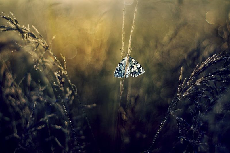 Melanargia galathea syn. Agapetes galathea фото превью