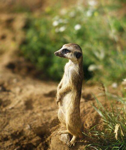 Meerkats