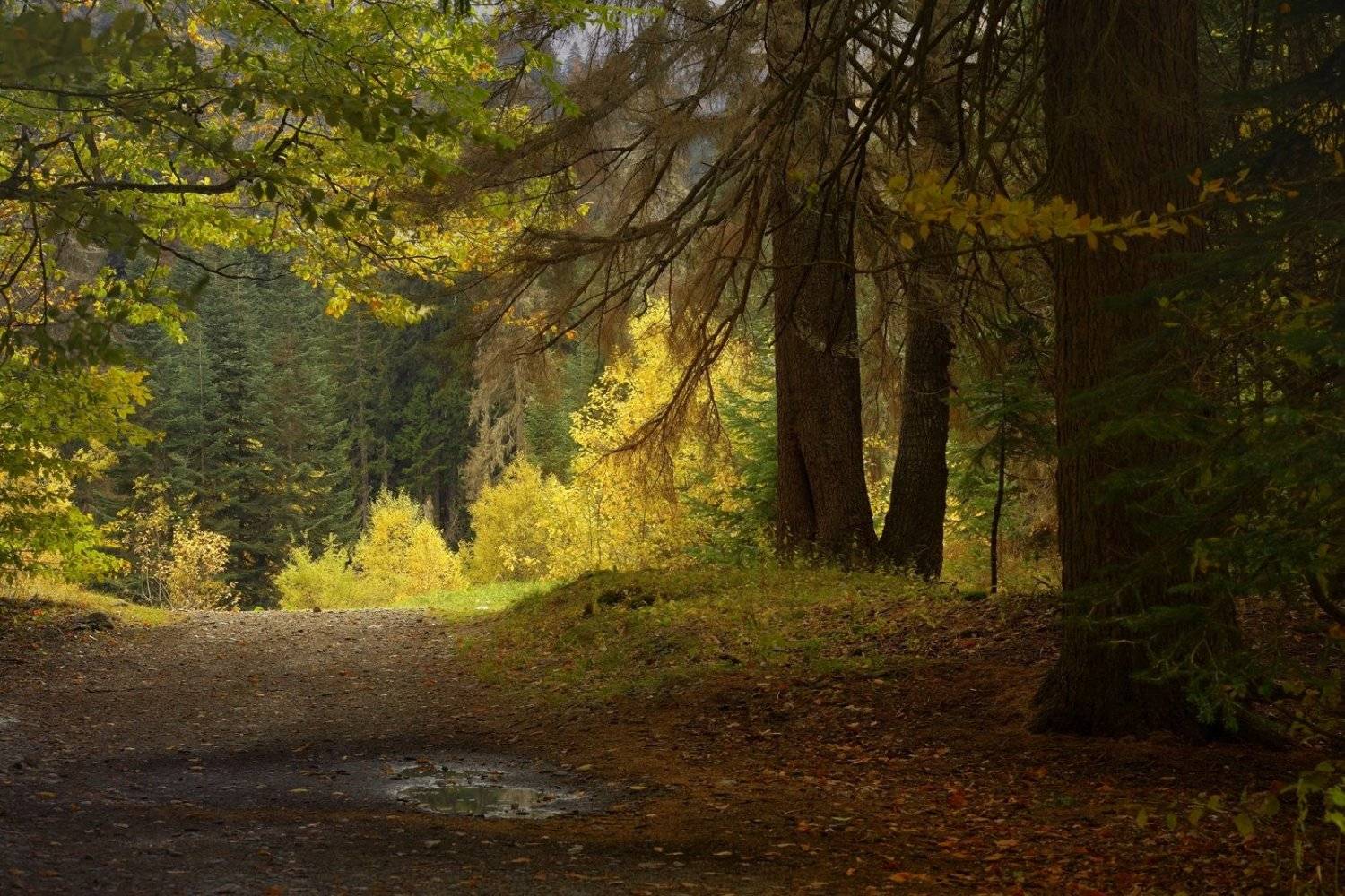 горы осень домбай лес, Александр Жарников