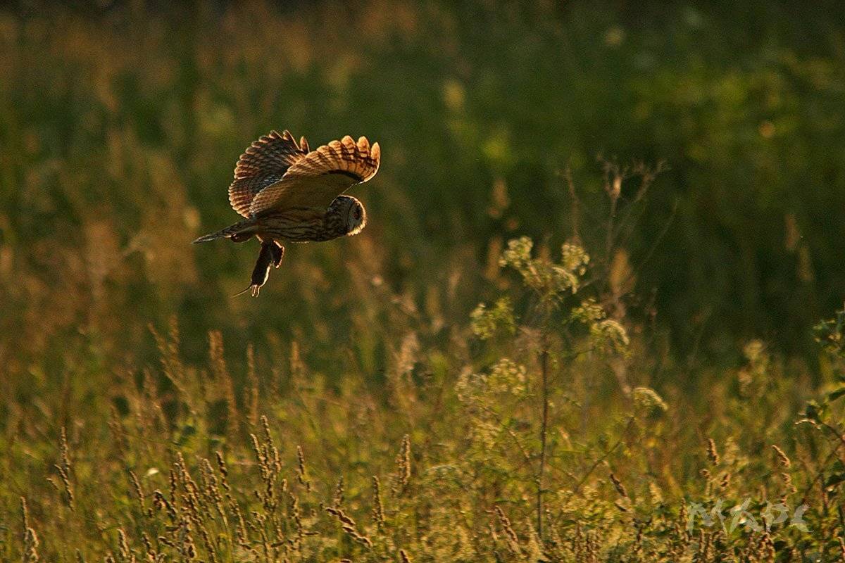 животные птица лето ушастая сова закат, Шангареев Марс