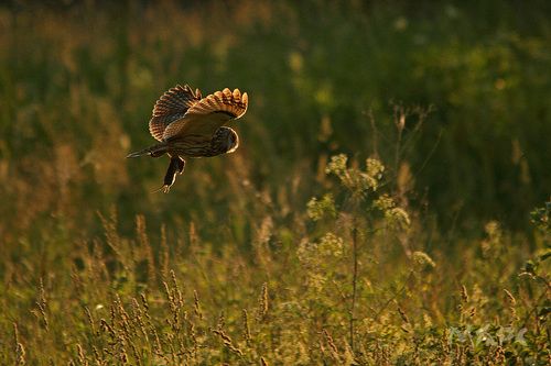 Ушастая с добычей