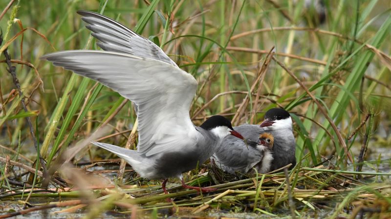 листопад Белощекая крачка фото превью