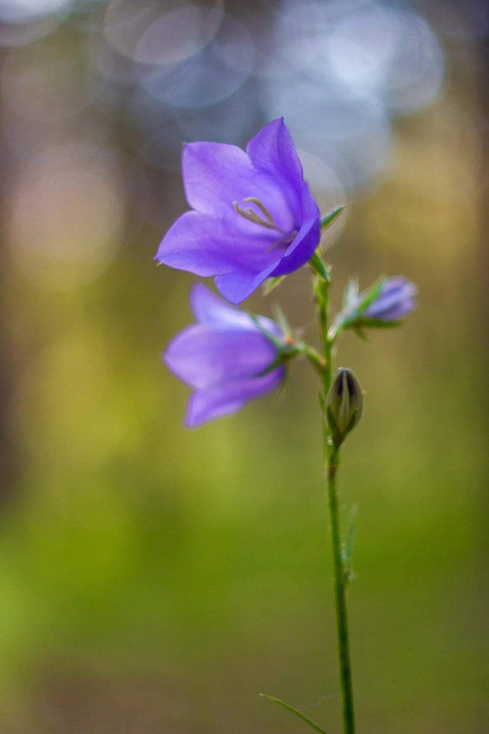 , Руслан Востриков