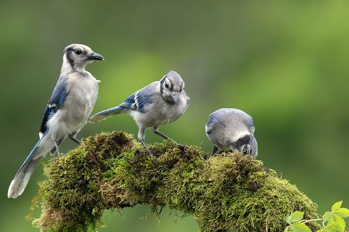Birds -Juvenile .Разные гости