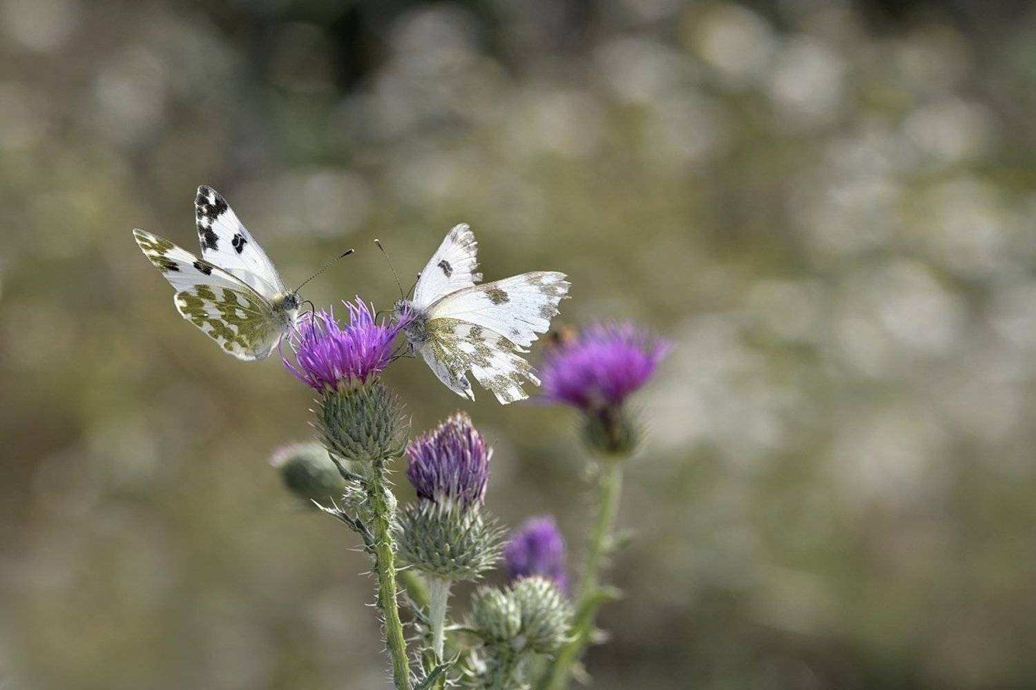 бабочка butterfly, Jaroslav Mego