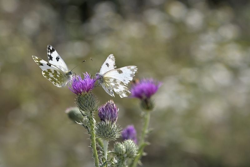 бабочка butterfly бабочки фото превью