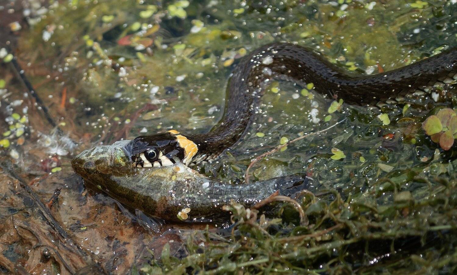 природа, лес, животные, птицы, Дмитрий Посевич